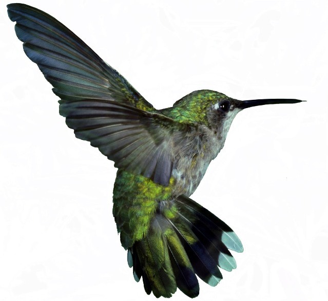 seo-google-hummingbird-update